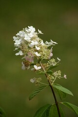 White flower in garden