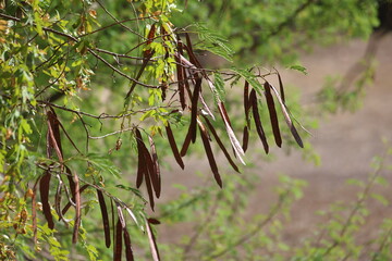 seed pods and leaves of Leucaena leucocephala