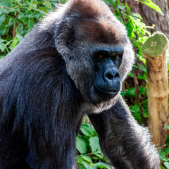 Gorilla backlit by the sun staring ahead.