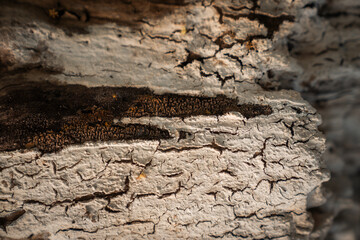 wood bark texture grunge old nature 