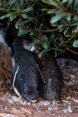 Picture of two very cute fairy penguins (or little blue penguins) hugging at dusk next to their burrow. Moulting season, lots of feathers everywhere. Small birds in Devonport, Tasmania, Australia.
