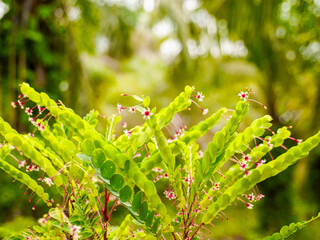 Beautiful green trees with bright bokeh backdrop, giving a fresh feeling. Garden with morning sunlight, giving a relaxing, refreshing and warm feeling. Nature and holiday wallpaper.