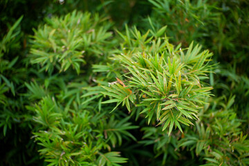 Beautiful green leaves background. Natural creative layout for wallpaper and advertising. 