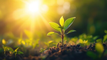 Young plant basking in sunlight symbolizing growth and new beginnings in the spring season