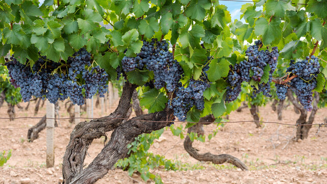 Cannonau grapes. Ripe bunches of black grapes among the branches of the plant in a vineyard. Traditional farming. Sardinia. 