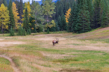 Fototapeta premium Wild bull elk resting and foraging alone in prairie at forest edge in autumn foliage season. Banff National Park, Canadian Rockies. Alberta, Canada.