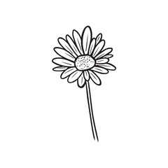 An elegant and beautiful daisy chrysanthemum flower in black isolated on white background. Hand drawn vector sketch illustration in doodle engraved vintage line art style. Coloring book, plant