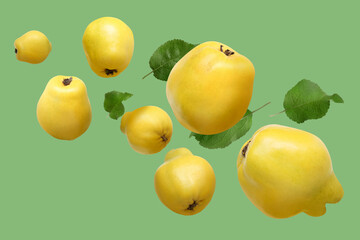 Fresh quinces and leaves in air on light green background