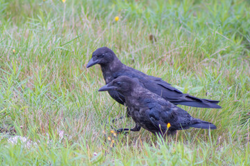 Two crows walking and looking for food together in my back yard.
