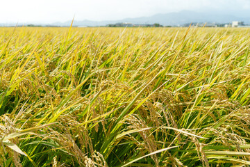 お米・収穫間近の田園風景