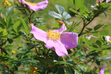 A wild pink rose blossom blooming on a bush in the bright sunlight during mid July in Newfoundland, Canada.