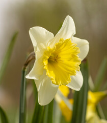 Glockenblume