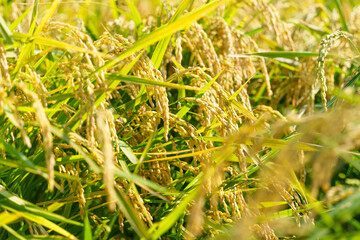 お米・収穫間近の稲穂