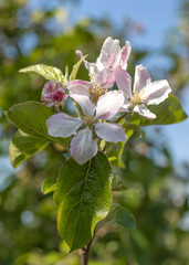 Apfelblüte im Frühling