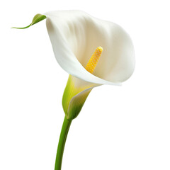 Single calla lily with a long green stem and a yellow stamen is standing in front of a white background