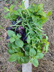 fragrant juicy green spicy herbs from the garden
