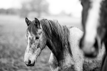 horse pony young 