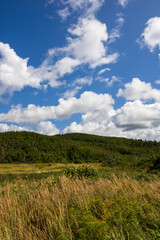 Obraz premium Newfoundland wetland with trees and a blue sky with fluffy clouds.