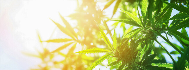 Plantas de cannabis con hojas y cogollos a la luz del sol, fondo blanco, pancarta, concepto de espacio de copia, campo de cannabis, vegetaci&oacute;n, rayos de sol, hora dorada, fondo borroso, efecto bokeh.