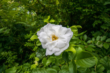 Fototapeta premium A beautiful white rose blossom blooming on a big healthy rosebush in a green leafy forest during August in Newfoundland, Canada.