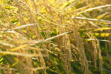 お米・収穫間近の稲穂