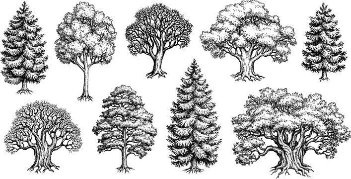 Collection of forest trees.