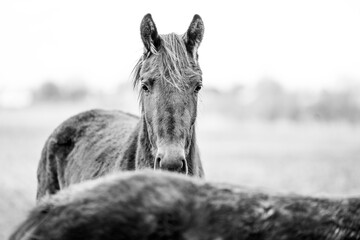 Fototapeta premium horse equine in the pasture winter 