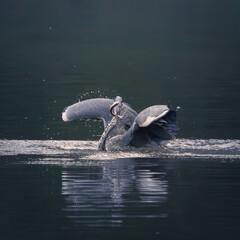 Grey heron (St&acirc;rc cenușiu)