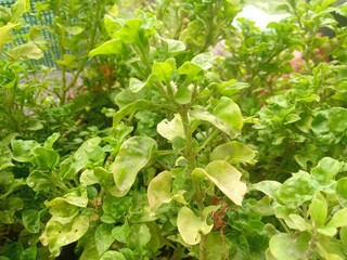 a green plant with small leaves