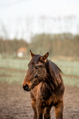 Fototapeta premium horse equine in the pasture winter 