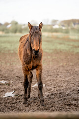 Fototapeta premium horse equine in the pasture winter 