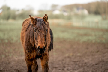 Fototapeta premium horse equine in the pasture winter 