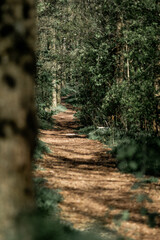 Fototapeta premium footpath in the woods pathway path green forest