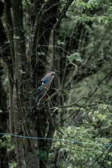 Naklejka premium bird in the forest