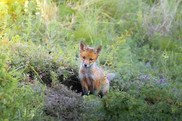 cute wild red fox puppy