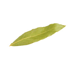 bay leaf single leaf on blank background