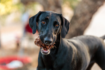 Portrait of a Black Dog Holding a Giant Pinecone in Its Mouth