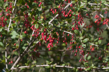 Wild barberry berries in a summer garden