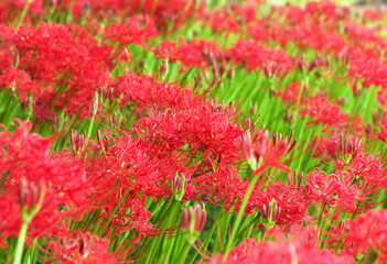満開の彼岸花畑（俯瞰）