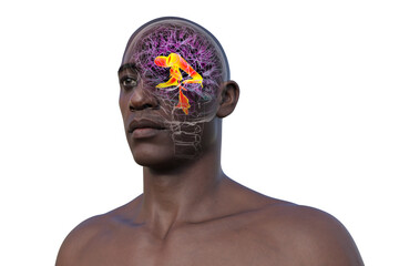 Ventricular system of the brain, 3D illustration