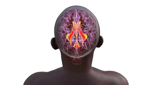 Ventricular system of the brain, 3D illustration