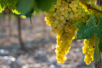 A vibrant close-up image showcasing a cluster of ripe green grapes hanging from the vine, capturing the fresh and succulent essence of vineyard harvest season in Penedes Spain