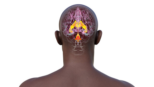 Ventricular system of the brain, 3D illustration