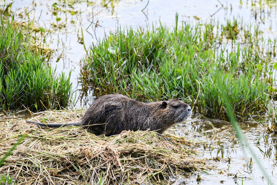 Nutria in Native Wetland Habitat
