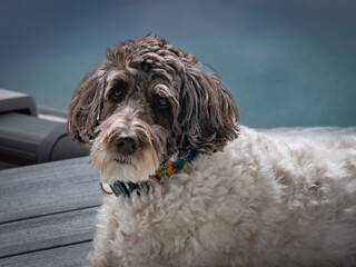 Miniature Labradoodle Relaxing Outdoors, brown and white