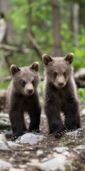 Obraz premium Two baby bears standing on a rocky ground. The bears are small and cute, and they seem to be enjoying their time in the forest