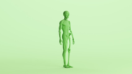Green skeleton muscles anatomy model study mannequin monochrome pale mint green background quarter front right view 3d illustration render digital rendering	