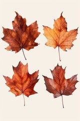Fototapeta premium Three autumn leaves, various shades of brown, isolated, realistic style
