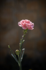  A delicate pink carnation in bloom, softly lit by natural sunlight with a blurred moody background. Ideal for themes of nature, beauty, and tranquility