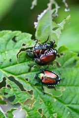 The Japanese Beetle (popillia japonica) is an invasive species to North America. Though beautiful, they are quite destructive.